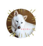 白柴 こむぎ 日常スタンプ（個別スタンプ：37）
