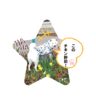 白柴 こむぎ 日常スタンプ（個別スタンプ：39）
