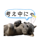 ねこまる家（個別スタンプ：9）