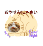 ねこまる家（個別スタンプ：10）