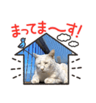 ねこまる家（個別スタンプ：26）
