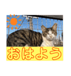 ねこまる家（個別スタンプ：32）
