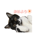 さにゃこにゃ（個別スタンプ：1）