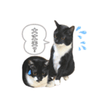 さにゃこにゃ（個別スタンプ：4）