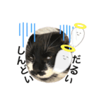 さにゃこにゃ（個別スタンプ：8）