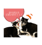 さにゃこにゃ（個別スタンプ：10）