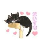 さにゃこにゃ（個別スタンプ：19）