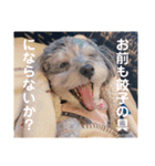 ポニョ＆めい（個別スタンプ：13）