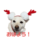 きなこ的挨拶（個別スタンプ：1）