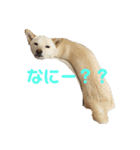 きなこ的挨拶（個別スタンプ：5）