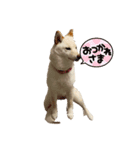 きなこ的挨拶（個別スタンプ：6）