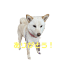きなこ的挨拶（個別スタンプ：8）