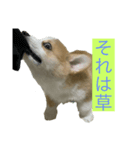 ポンくんのスタンプ☆（個別スタンプ：4）