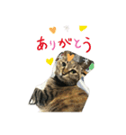 ニャンまげ丼（個別スタンプ：9）