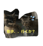 ニャンまげ丼（個別スタンプ：13）