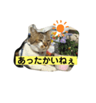 ニャンまげ丼（個別スタンプ：15）