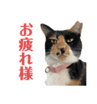 アロー猫3（個別スタンプ：1）