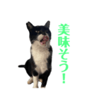アロー猫3（個別スタンプ：2）