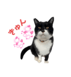 アロー猫3（個別スタンプ：3）