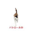アロー猫3（個別スタンプ：4）