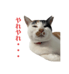 アロー猫3（個別スタンプ：5）