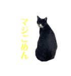 アロー猫3（個別スタンプ：6）