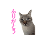 アロー猫3（個別スタンプ：7）