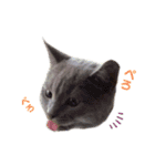 子猫のブリオ（個別スタンプ：2）