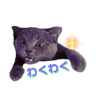 子猫のブリオ（個別スタンプ：3）