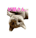 子猫のブリオ（個別スタンプ：4）
