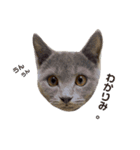 子猫のブリオ（個別スタンプ：5）