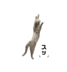 子猫のブリオ（個別スタンプ：6）