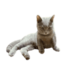 子猫のブリオ（個別スタンプ：9）