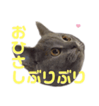 子猫のブリオ（個別スタンプ：11）