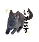 子猫のブリオ（個別スタンプ：12）