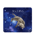 子猫のブリオ（個別スタンプ：14）