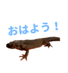 いもり日常スタンプ（個別スタンプ：1）