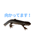 いもり日常スタンプ（個別スタンプ：6）