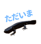 いもり日常スタンプ（個別スタンプ：8）