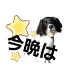 セッター凛のスタンプ（個別スタンプ：4）