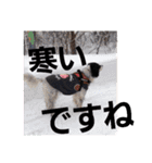 セッター凛のスタンプ（個別スタンプ：9）