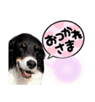 セッター凛のスタンプ（個別スタンプ：10）