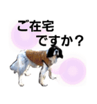セッター凛のスタンプ（個別スタンプ：21）