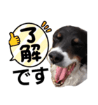 セッター凛のスタンプ（個別スタンプ：32）