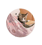 我が家の猫のみみぃちゃん（個別スタンプ：1）