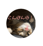 我が家の猫のみみぃちゃん（個別スタンプ：3）