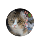 我が家の猫のみみぃちゃん（個別スタンプ：6）