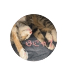 我が家の猫のみみぃちゃん（個別スタンプ：8）