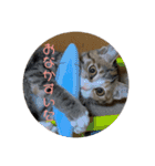 我が家の猫のみみぃちゃん（個別スタンプ：9）