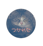 我が家の猫のみみぃちゃん（個別スタンプ：12）